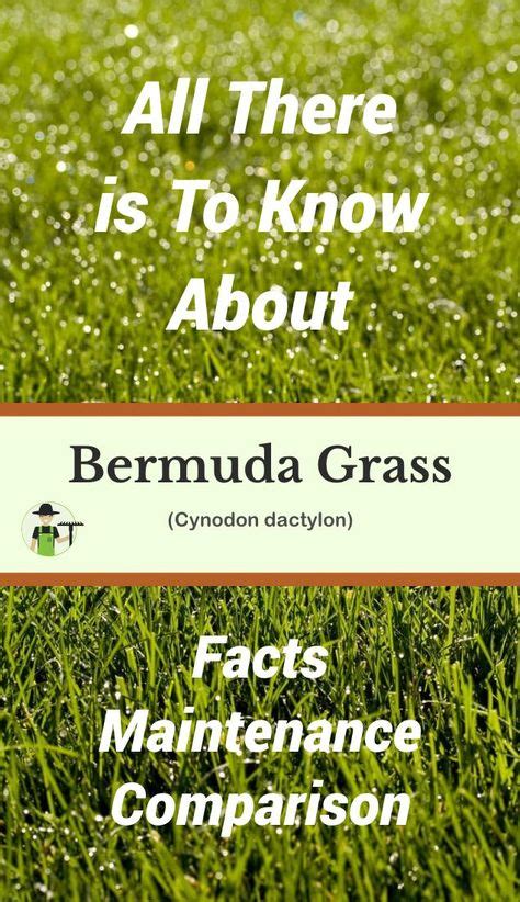 Bermuda Grass Facts Maintenance And Comparison Bermuda Grass Shade