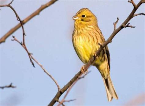 Stemmer fra dybet — singvogel. Ott: Goldammer Vogel Singvogel Emberiza citrinella gelb ...