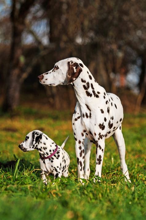 6 Dog Moms And Pups That Will Melt Your Heart Emerald