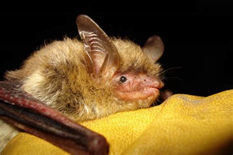 Simple Science: How to Make a Volcano with Kids