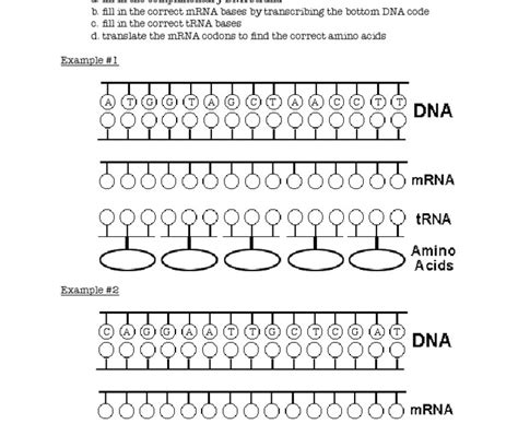 Lesson summary the replication fork is a very active area where dna replication takes place. Dna Replication Transcription And Translation Worksheet Answers - Promotiontablecovers