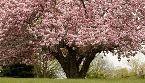 Apple Blossom Trees Garden Guides