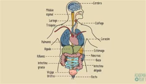El Cuerpo Humano Y Sus Partes Organos Internos
