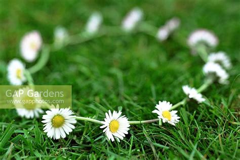 Daisy Chain On Grass Stock Photo By Richard Bloom Image 0015869