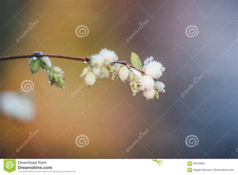 Snowberries On A Twig On A Frosty Winter Morning Stock Photo Image Of