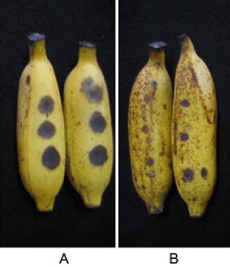 Anthracnose Development In Artificially Inoculated Fruits With C Musae