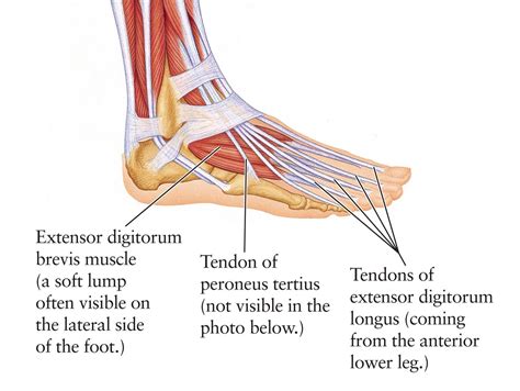 Dorsal Foot Anatomy Anatomy Diagram Source