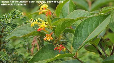Orange Flowering Shrubs With Pictures Identification And Planting