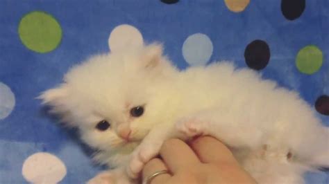 Custard Teacup Blue Eyed White Persian Kitten For Sale