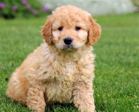 They will be ready to go to their forever homes on june 30th. Mini Goldendoodle for Sale Near Me | Mini Goldendoodle