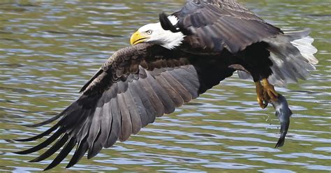 Record Number Of Bald Eagles Take First Flight In 2018 Recreation
