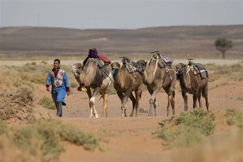 25 Datos Curiosos Que No Sabías Sobre Los Camellos Planeta Curioso