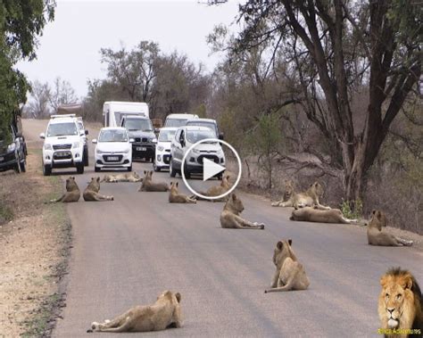 Largest Lion Pride Ever Blocking Road In Kruger Park Lemzans