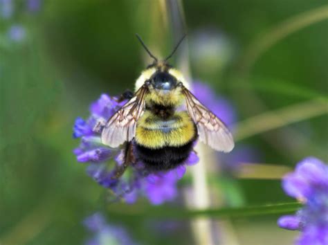 Fuzzy Bumblebee Photograph By Amy Sorvillo Pixels