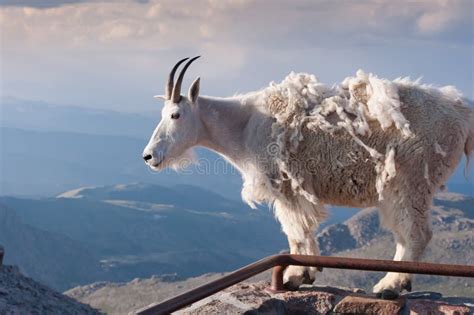 Mountain Goat Stand Proudly High In The Rocky Mountains Stock Photo