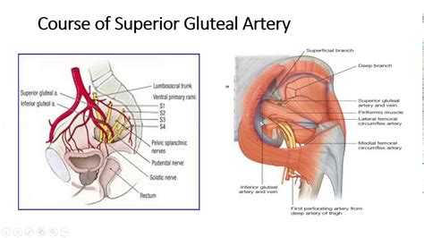 Gross Anatomy Lower Limb Arteries Of Gluteal Region Https Web