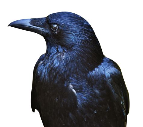 Crow Photos Hd Photos Png Images Free Images Side Crow Photo