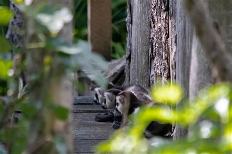 Newquay Zoo Welcomes Rare Lemur Triplets
