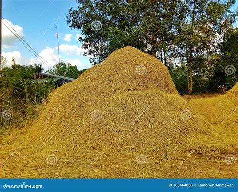 Straw Heap Yellow Heap On The Ground After Harvest Farmer Stock