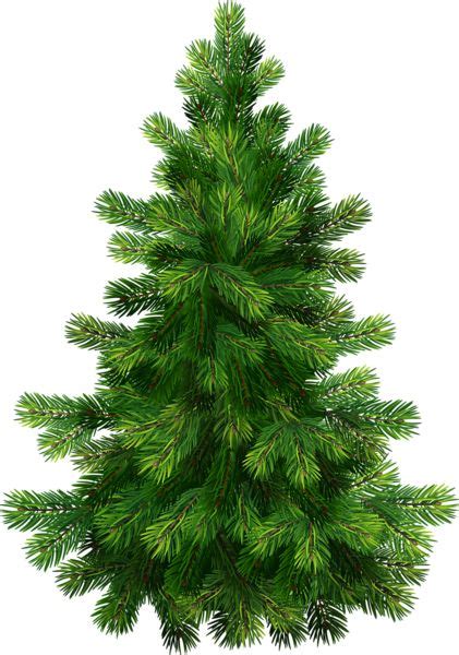 pine tree clip art clipartingcom