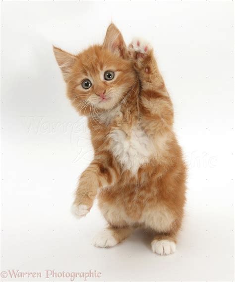 Ginger Kitten Standing Up And Reaching Out Photo Wp25852