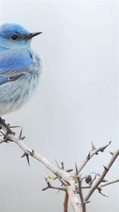 Free Download Blue Bird Wallpapers 1900x1223 For Your Desktop Mobile