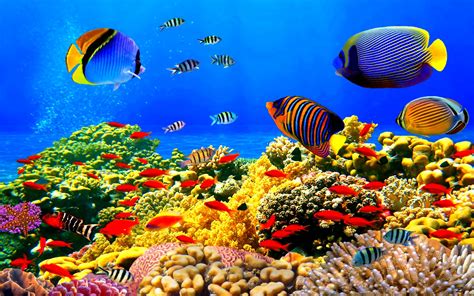 Fish Fishes Underwater Ocean Sea Sealife Nature