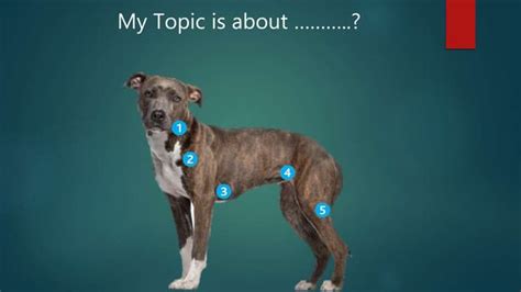Examination Of Superficial Lymph Nodes In Dogs And Cat Ppt