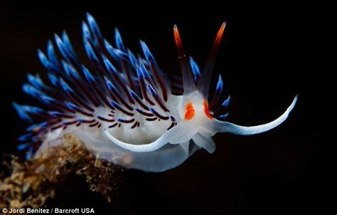 The Magnificent Fluorescentcolours Of A Nudibranch Spain Beautiful