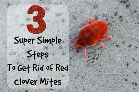 How To Get Rid Of Clover Mites Those Tiny Red Bugs Clover Mites