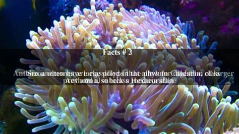 Sea Anemone Top 5 Facts Youtube