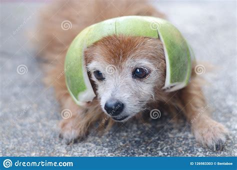 Cute Dog Wearing Pomelo Hat Stock Image Image Of Happy