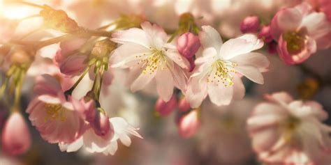 Cherry Blossoms Closeup In Stylized Colors Stock Photo Image Of Buds