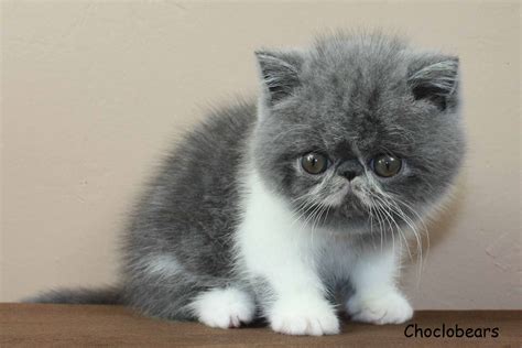 Persian Cat Exotic Shorthair Grey Pets Lovers