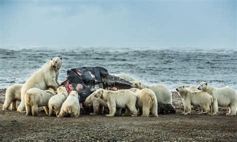 Hungry Polar Bears Devour A Whale Carcass Left Out For Them By Hunters