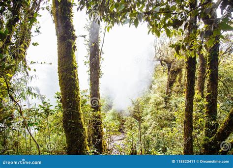 Foggy And Cloudy Magic Forest Jungle Stock Image Image Of Morning