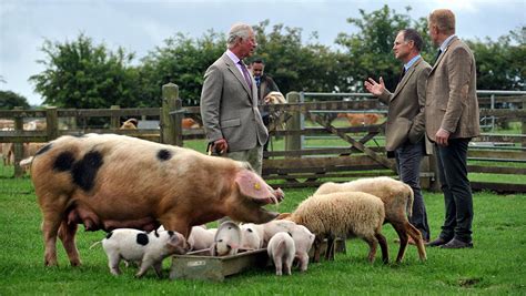 Prince Charles Visits Farm Park Ahead Of Reopening Farmers Weekly