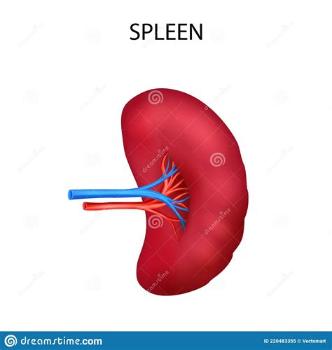Human Spleen Detailed Anatomy Vector Medical 71116713