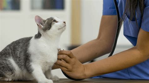 Atendimento Veterin Rio Para Gatos O Que Voc Deve Saber