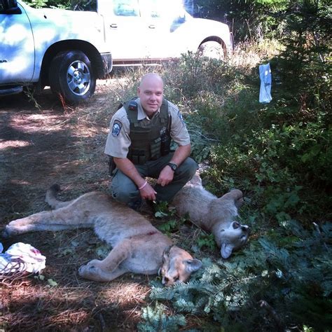 Washington Hunter Bags Two Cougars With One Arrow Outdoorhub