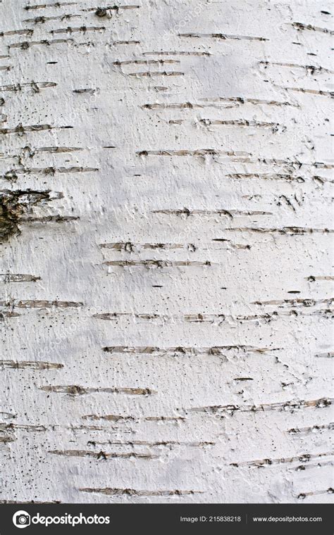Bark Birch Tree Background Texture Stock Photo By ©balakleypb 215838218
