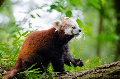 Panda Panda Mathias Appel Flickr