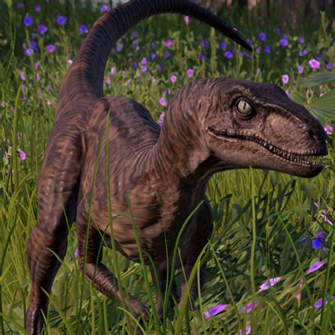 Velociraptor Jurassic World Evolution Wiki Fandom Fotos De