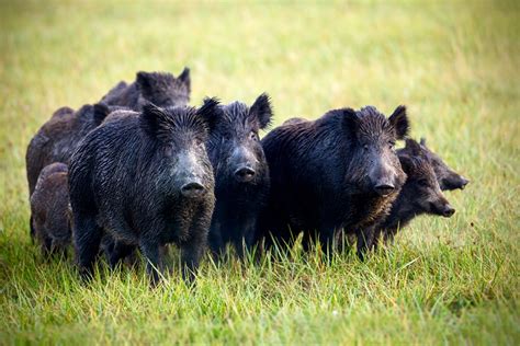 Ontario Moves To Phase Out Wild Boar Farming Country Guide