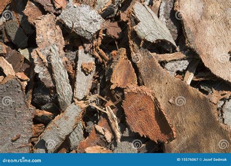 Bark Stock Image Image Of Tree Ecology Bark Detail 15576067