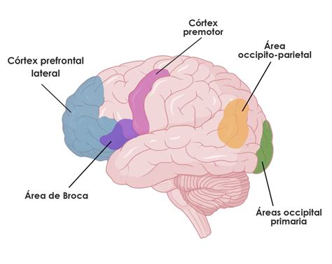 El Cerebro Que Lee Bases Neuropsicol Gicas De La Lectura Neuroclass