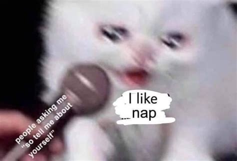 I Like Nap Cat Crying Into Microphone Know Your Meme