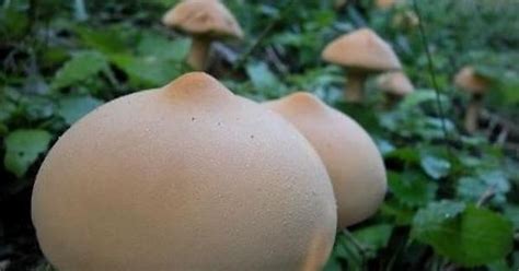 interesting mushrooms imgur