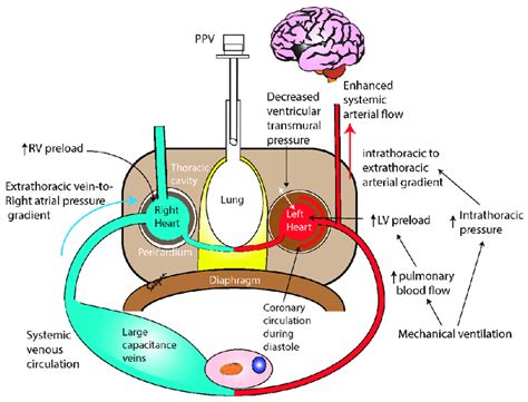 In anesthetized patients without cardiac arrhythmia the arterial pulse pressure variation (ppv) induced by mechanical ventilation has been shown the most accurate predictor of fluid responsiveness. Effect of positive pressure ventilation (PPV) on pulmonary ...