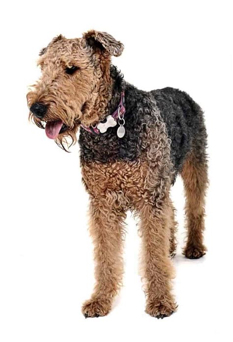 10 Big Hypoallergenic Dogs With No Shedding Or Low Dander